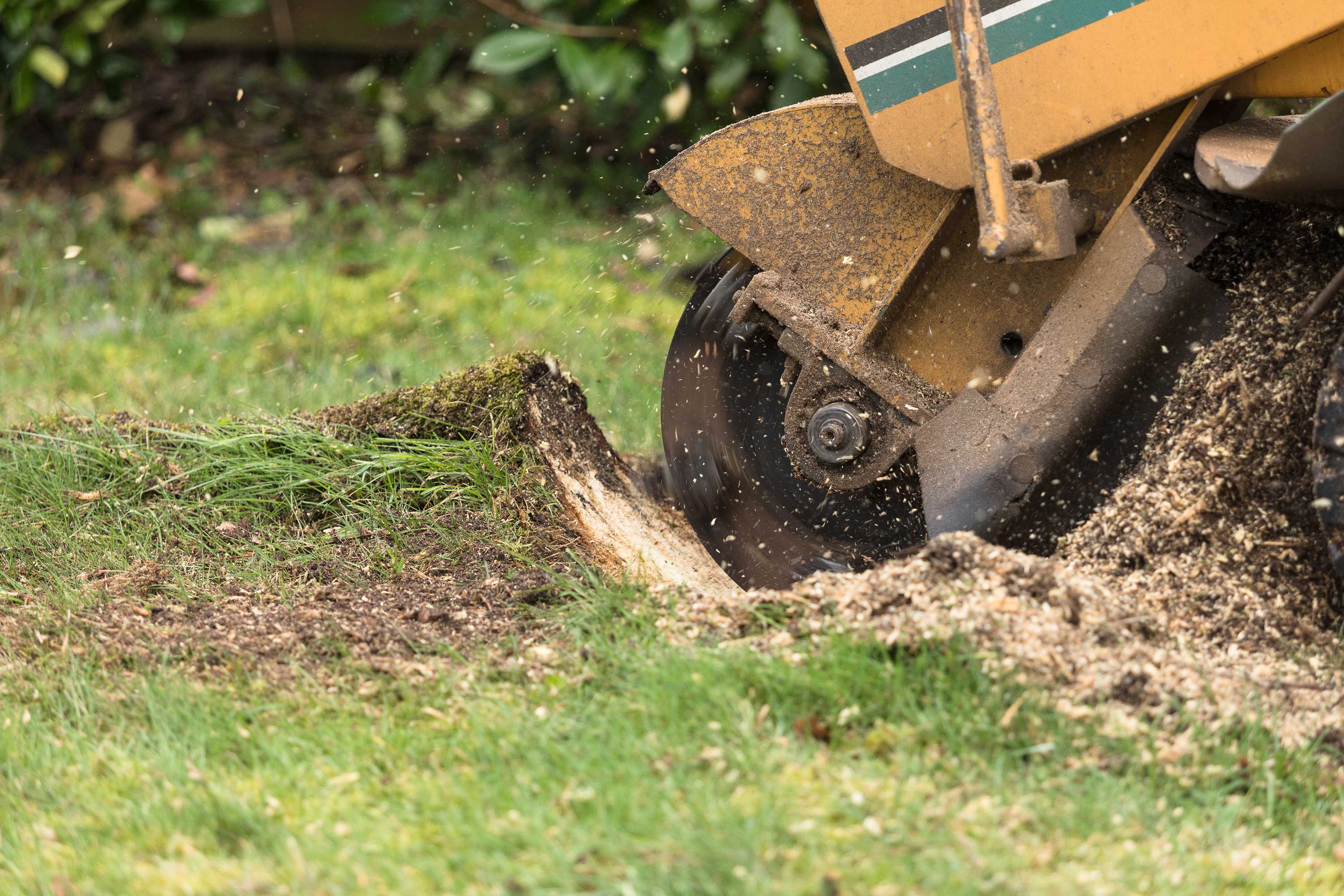 Tree work specialists in Waterlooville